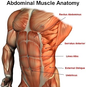 The anatomy of the abdominal musclesedcoan.ir