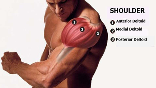 anterior deltoid anatomy 2 0web1