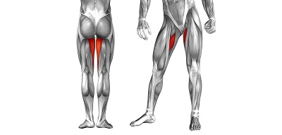 Hip adductor muscles