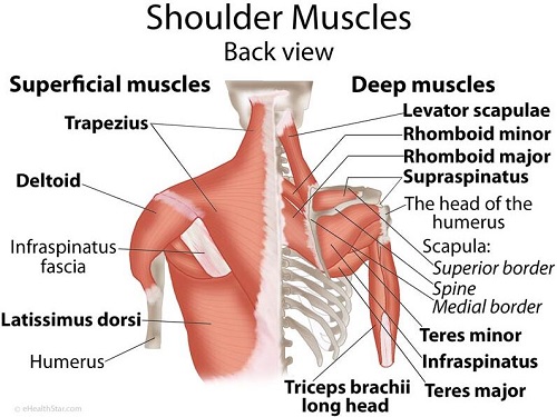 Shoulder muscle anatomy shoulder anatomy