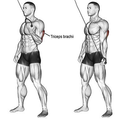 Cable One Arm reverse grip Triceps Push Downwww
