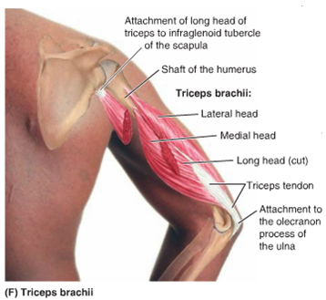 anatomy of the triceps1