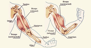 arm anatomy
